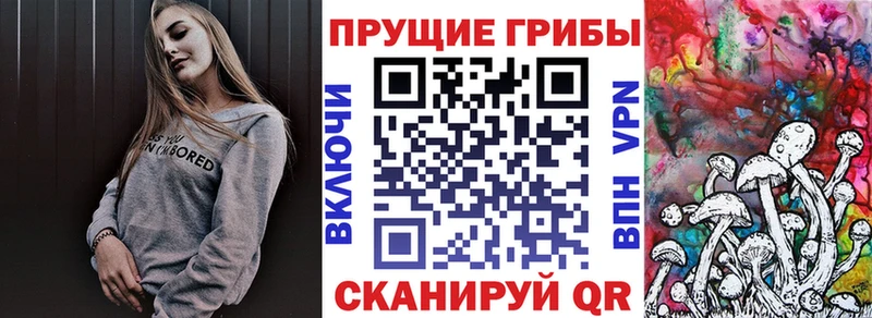 сколько стоит Устюжна Псилоцибиновые грибы мицелий